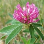 Yhteinen illanvietto 1.7.2019